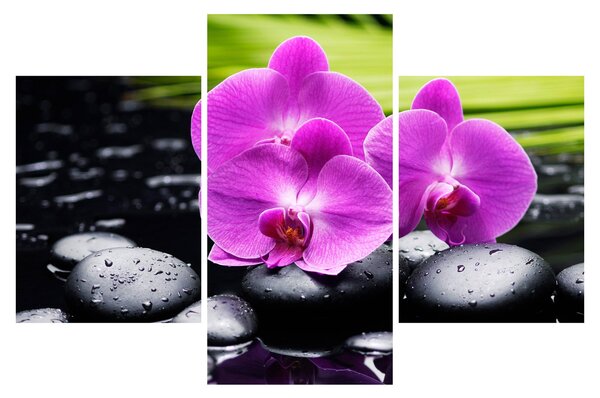 Kép - Orchideák (90x60 cm)