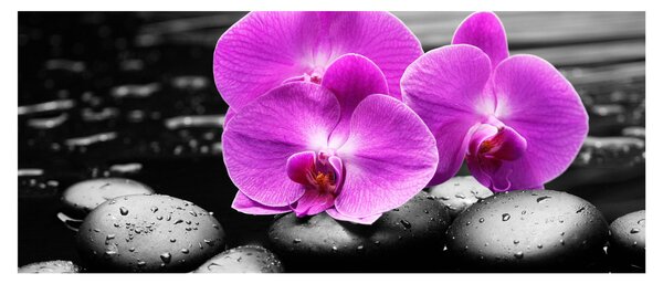 Kép - Lila orchideák (120x50 cm)