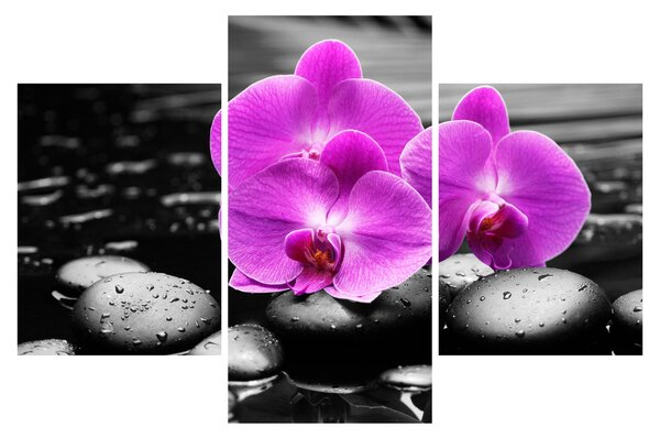 Kép - Lila orchideák (90x60 cm)