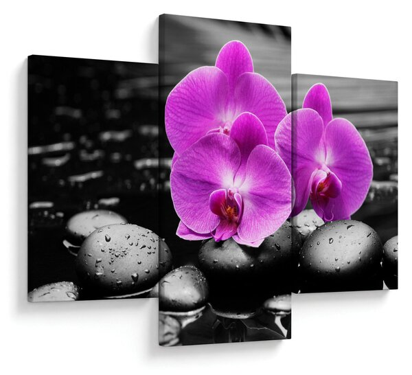 Kép - Lila orchideák (90x60 cm)