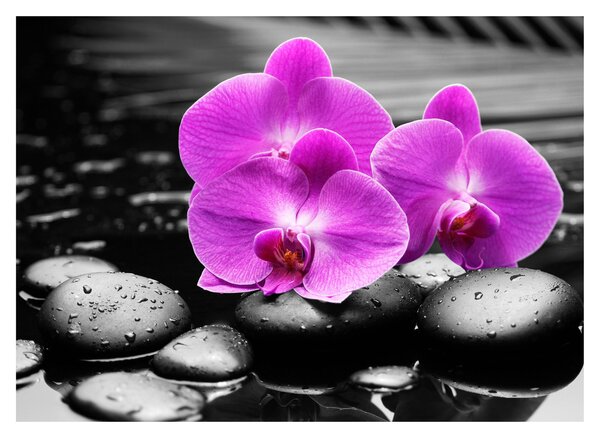 Kép - Lila orchideák (70x50 cm)