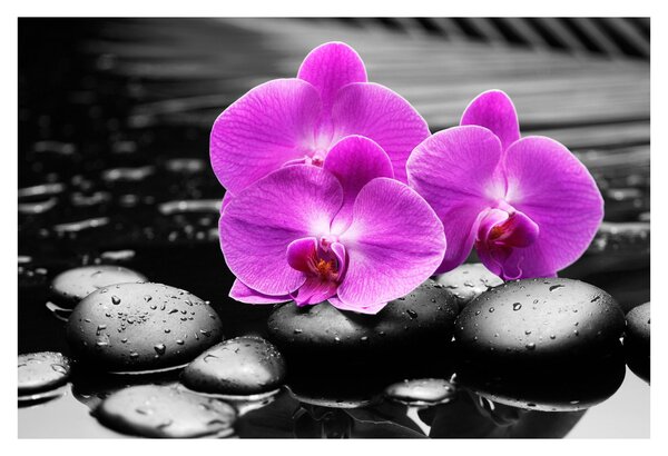 Kép - Lila orchideák (90x60 cm)