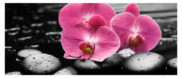 Kép - Rózsaszín orchideák (120x50 cm)