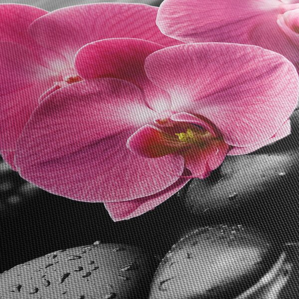 Kép - Rózsaszín orchideák (70x50 cm)