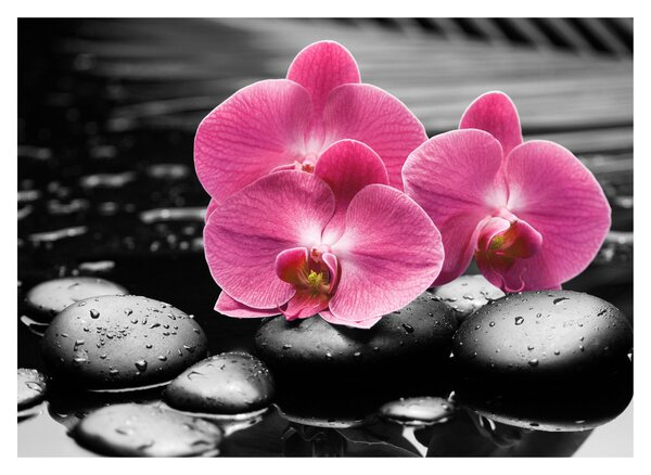 Kép - Rózsaszín orchideák (70x50 cm)