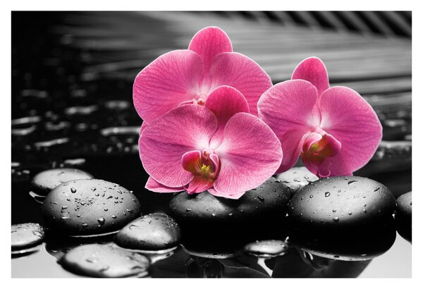 Kép - Rózsaszín orchideák (90x60 cm)