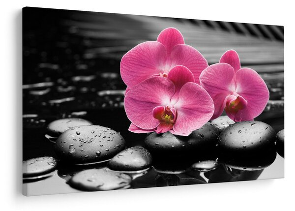 Kép - Rózsaszín orchideák (90x60 cm)