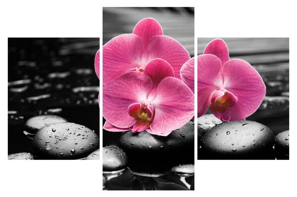 Kép - Rózsaszín orchideák (90x60 cm)