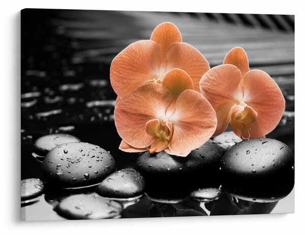 Kép - Narancssárga orchideák (70x50 cm)