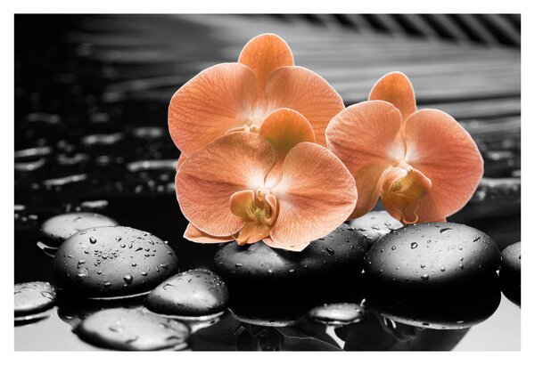 Kép - Narancssárga orchideák (90x60 cm)