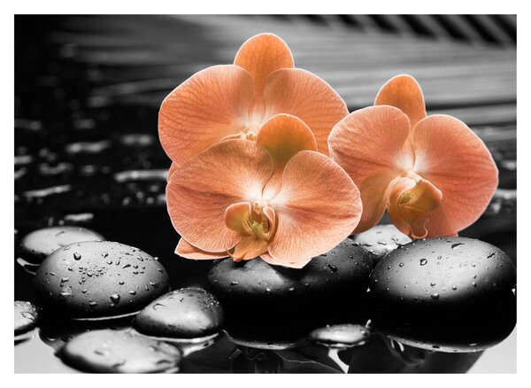 Kép - Narancssárga orchideák (70x50 cm)