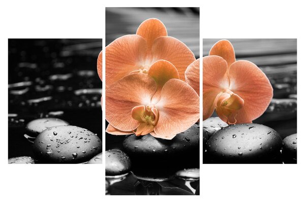 Kép - Narancssárga orchideák (90x60 cm)