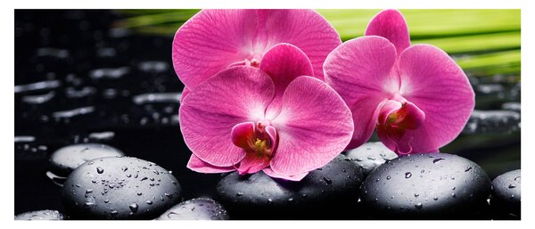 Kép - Rózsaszín orchidea pálmalevéllel (120x50 cm)
