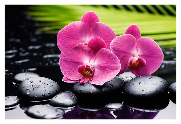 Kép - Rózsaszín orchidea pálmalevéllel (90x60 cm)
