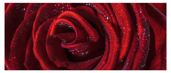 Kép - Vörös rózsa harmatcseppekkel (120x50 cm)