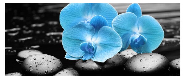 Kép - Kék orchidea (120x50 cm)