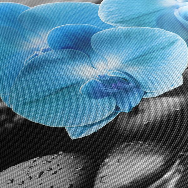 Kép - Kék orchidea (70x50 cm)