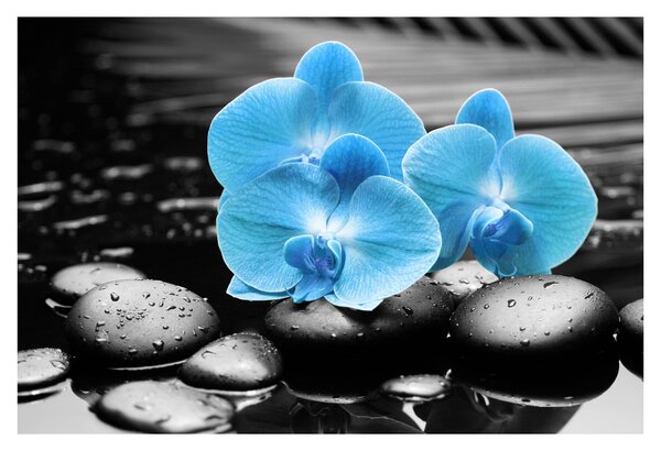 Kép - Kék orchidea (90x60 cm)