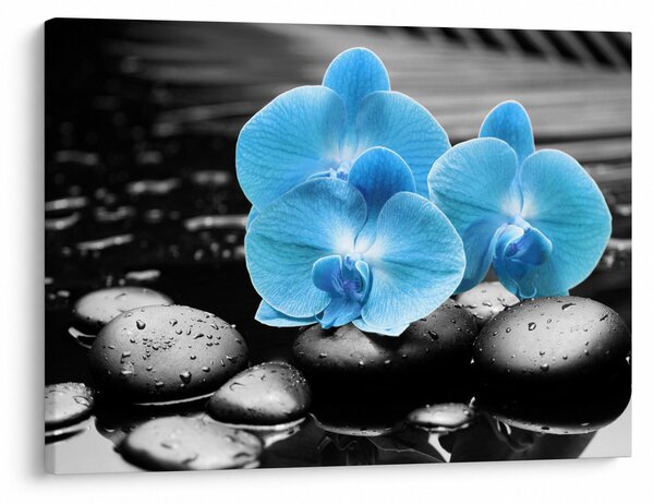 Kép - Kék orchidea (70x50 cm)