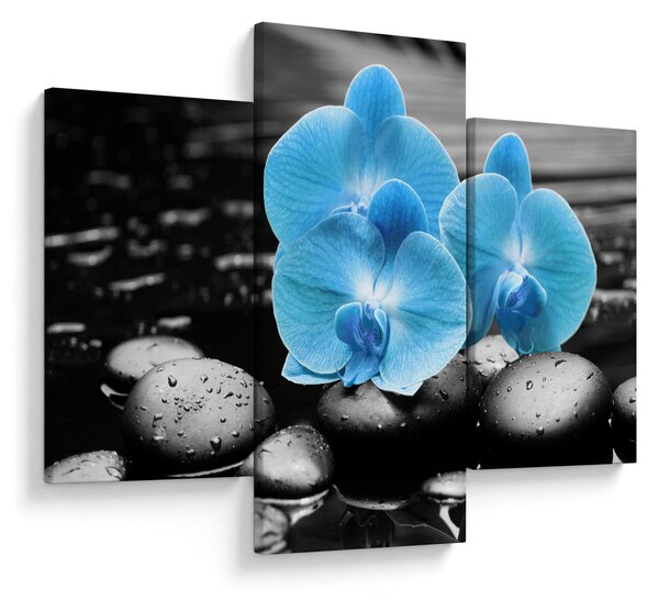 Kép - Kék orchidea (90x60 cm)