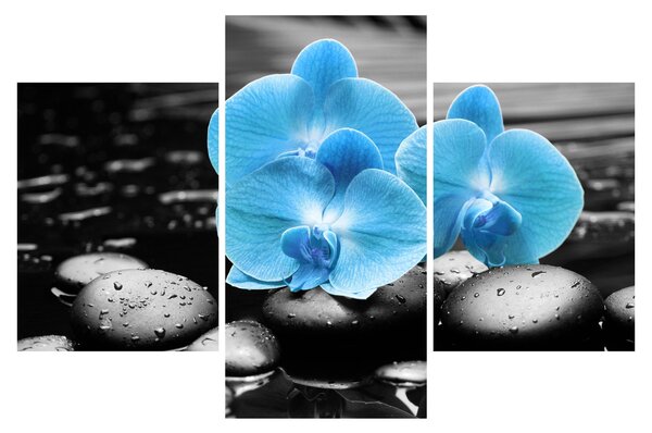 Kép - Kék orchidea (90x60 cm)