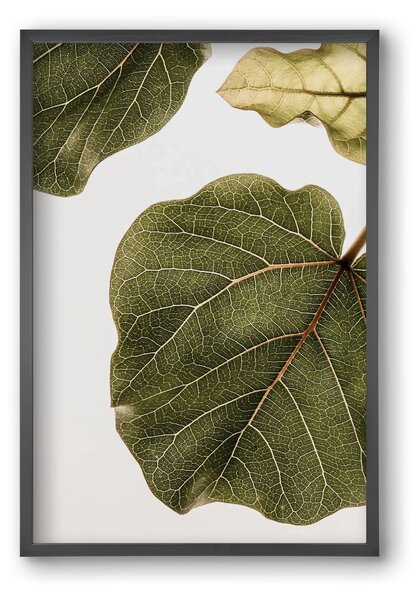 Abutifolia - falikép keretben | artbridge