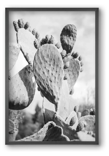Cacti Cowboy - falikép keretben | artbridge