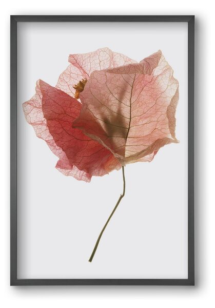 Bougainvillea study - falikép keretben | artbridge