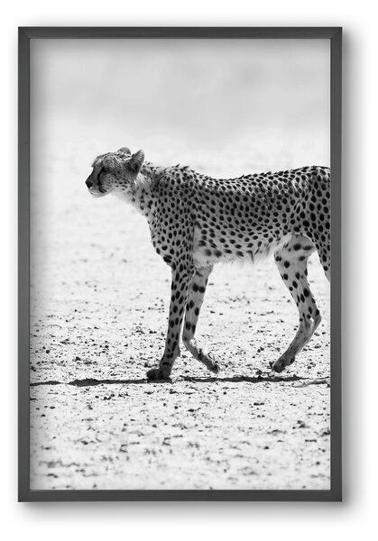 Cheetah - falikép keretben | artbridge