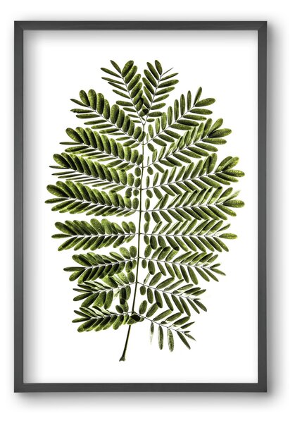 Leaf study - falikép keretben | artbridge