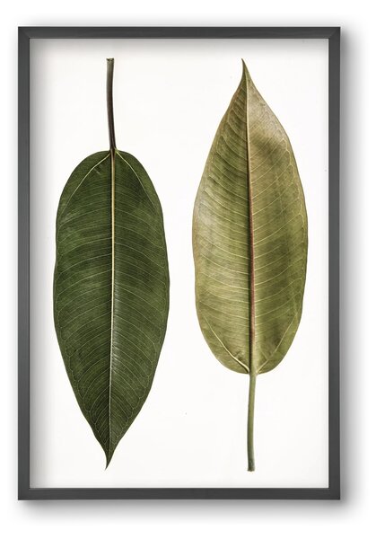 Leaf study II. - falikép keretben | artbridge