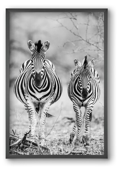 Striped horse - falikép keretben | artbridge