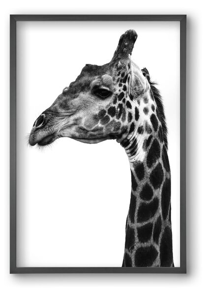 Super safari - falikép keretben | artbridge