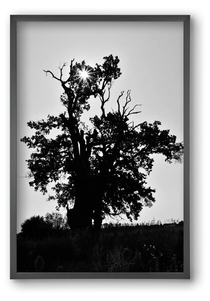 The Oak - falikép keretben | artbridge