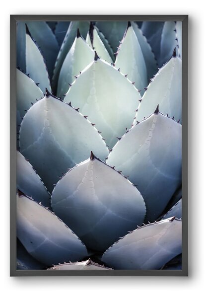 Blue Agave - falikép keretben | artbridge