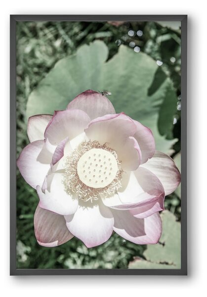 Lotus - falikép keretben | artbridge