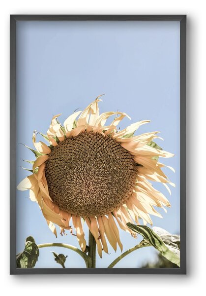 Sunny bloom - falikép keretben | artbridge