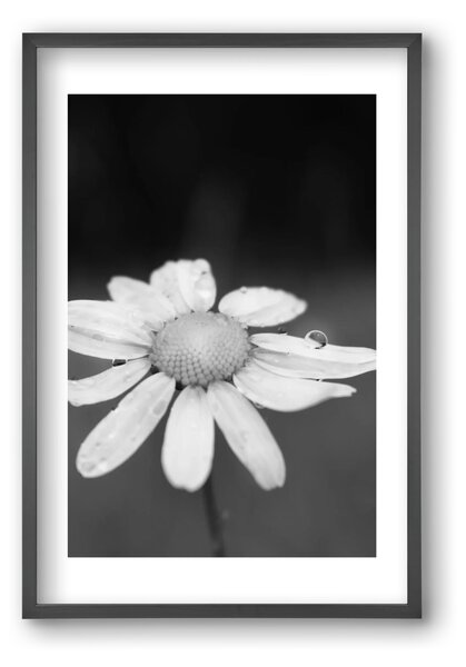 Chamomile - falikép keretben | artbridge