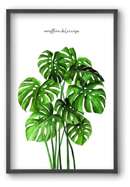 Monstera deliciosa - falikép keretben | artbridge