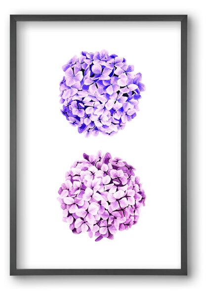 Hydrangea - falikép keretben | artbridge