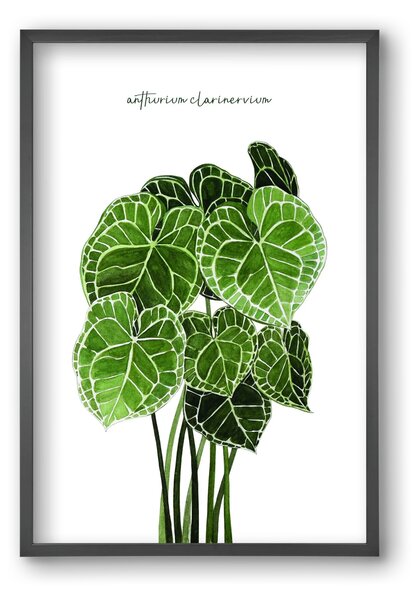 Anthurium clarinervium - falikép keretben | artbridge