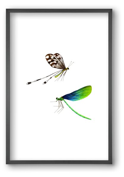 Dragonflies - falikép keretben | artbridge