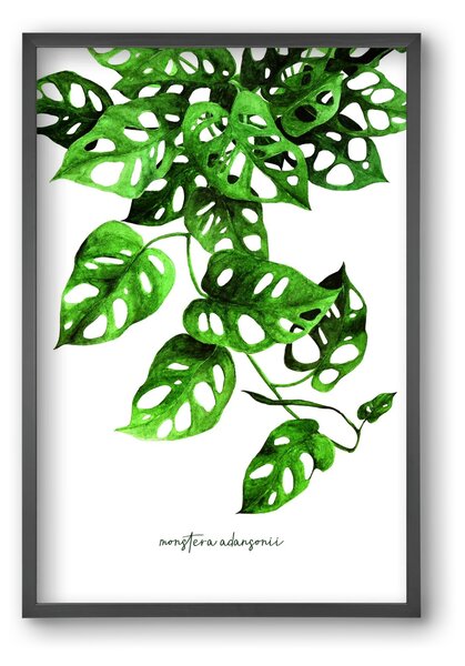 Monstera adansonii - falikép keretben | artbridge