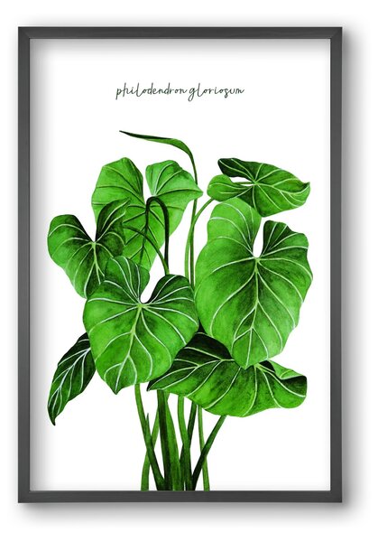 Philodendron gloriosum - falikép keretben | artbridge