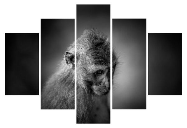 Kép - Majom (150x105 cm)