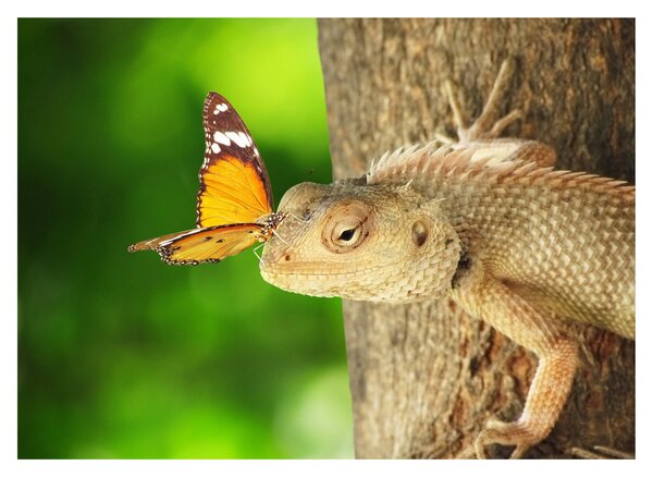 Kép - Gyík (70x50 cm)