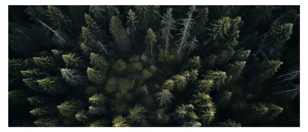 Kép - Forest (120x50 cm)