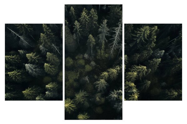Kép - Forest (90x60 cm)