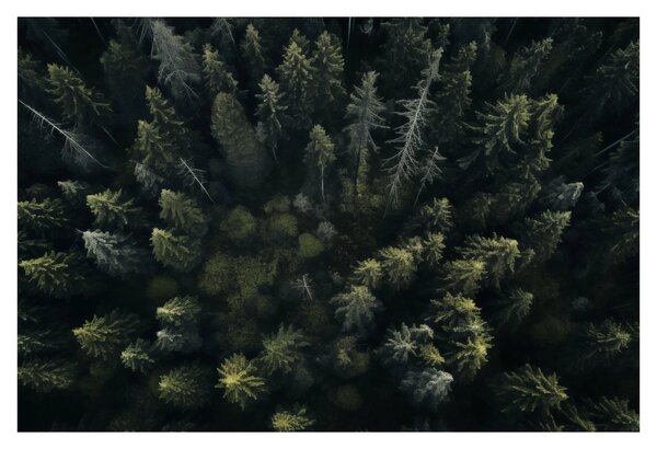Kép - Forest (90x60 cm)