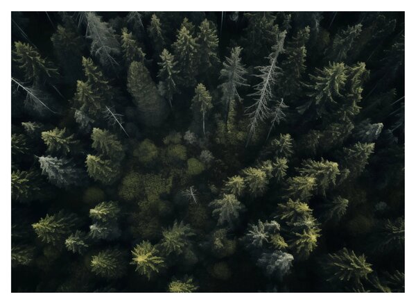 Kép - Forest (70x50 cm)